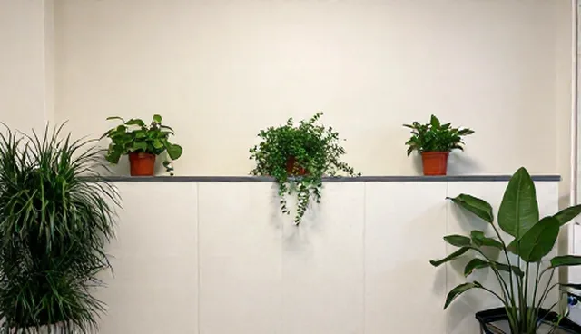 种苗供应中适用条件的常见误区解析